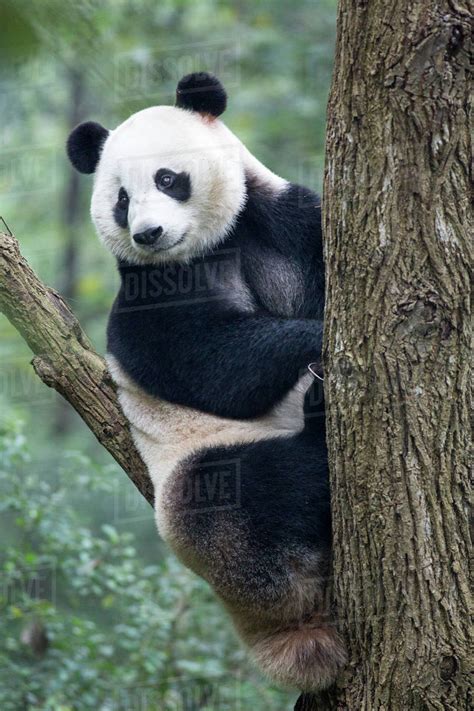China Sichuan Province Chengdu Giant Panda Bear Ailuropoda