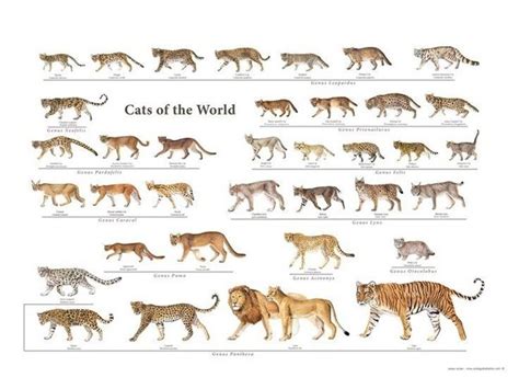 This is a list (which is by no means exhaustive) of 10 amazing big cats. Why are tigers and cats in the same family? - Quora