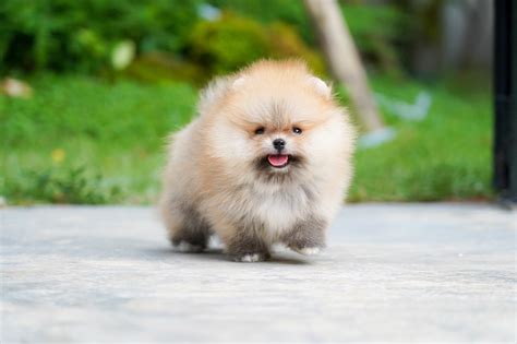 People are Largely Owning Teacup Pomeranian Puppies for their Homes ...