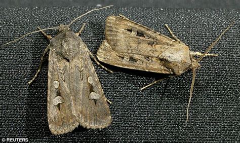 Garden décor, garden tools, insect & pest control, lawn mowers Moth Decoy: How can I stop moths eating my clothes? | This ...