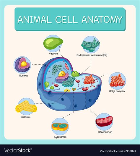 Anatomy Animal Cell Biology Diagram Royalty Free Vector