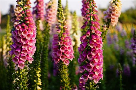 How To Grow And Care For A Foxglove Plant