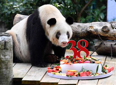 Worlds Oldest Panda Dies Of Organ Failure At 38