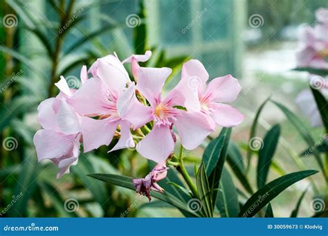 13691 Oleander Stock Photos Free And Royalty Free Stock Photos From