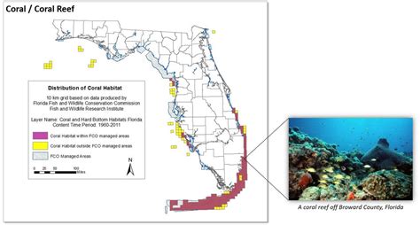 In House Graphic Coral Coral Reef Index Florida Department Of