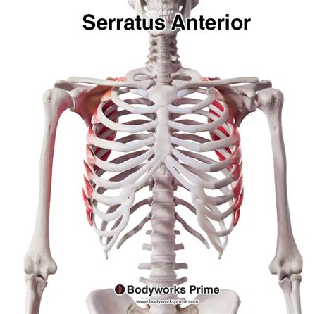 Serratus Anterior Muscle Anatomy Bodyworks Prime