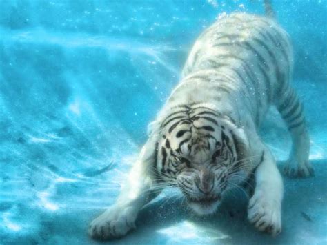 43 Tiger In Water Wallpaper On Wallpapersafari