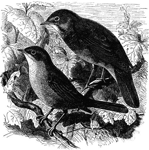 Nightingales Philomela Luscinia And Luscinia Philomela Clipart Etc