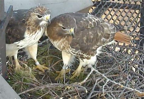 From The Cornell Lab Gorgeous Red Tailed Hawk Nest Cam Birds And Blooms