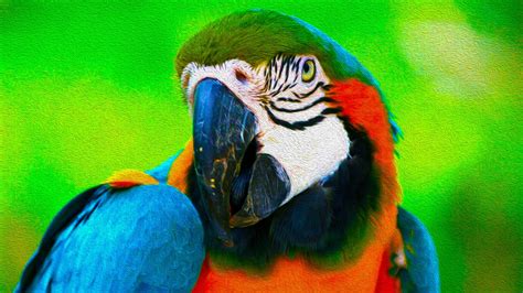 Blue And Yellow Macaw Full Hd 1920x1080 Coolwallpapersme