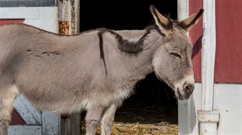 Sicilian Donkey Milwaukee County Zoo