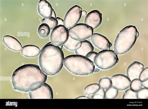 Saccharomyces Cerevisiae Microscope Budding