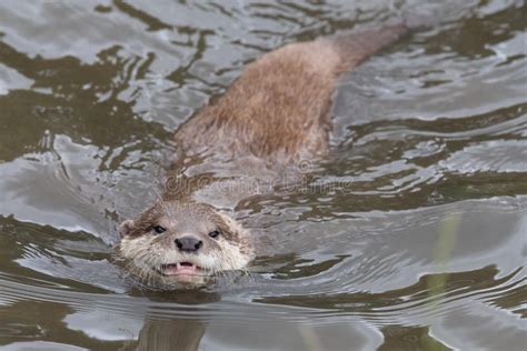 Asian Small Clawed Otter Amblonyx Cinerea Stock Image - Image of short