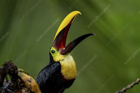 Chestnut Mandibled Toucan Stock Image C0480776 Science Photo Library