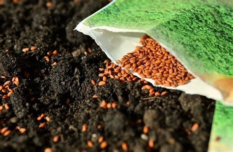 Seed Sowing Methods Types Of Sowing In Agriculture Agri Farming