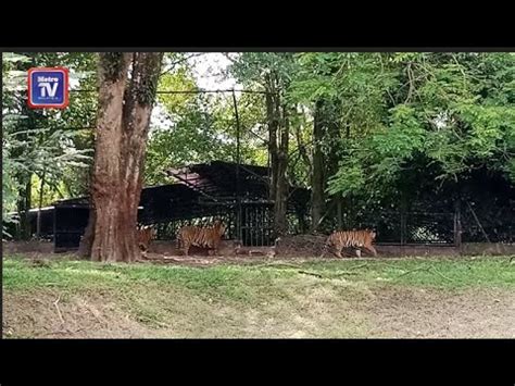 Pembalakan Terpilih Baik Untuk Harimau Tahun Dulu Mazpa Youtube
