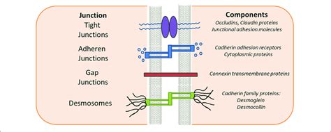 Epithelial Intercellular Junctions Schematic Drawing Of The