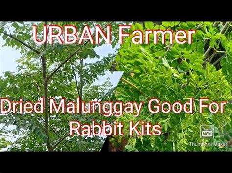 Ghana's rabbit industry has been growing steadily as people are now receptive of rabbit meat. Rabbit farming for meat - YouTube