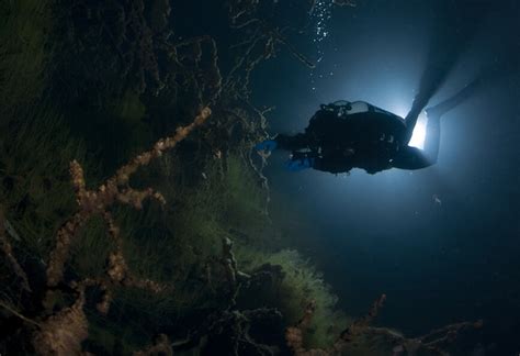 Fujairah Uae East Coast Night Diving 1 Dive With Tank And Weights