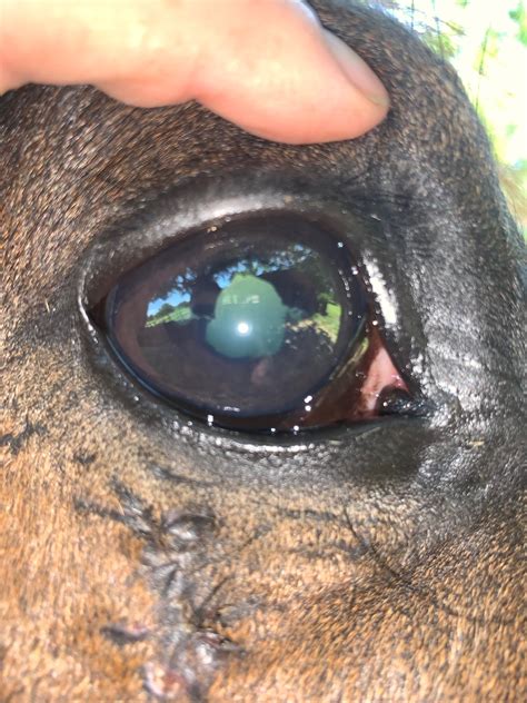 The Equine Eye And Its Many Problems Springhill Equine Veterinary