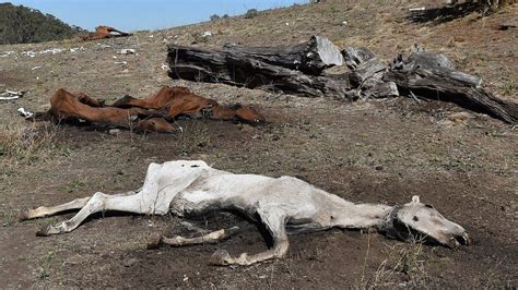 Horrifying Pictures Show 20 Dead Horses Decaying In Paddock After Being