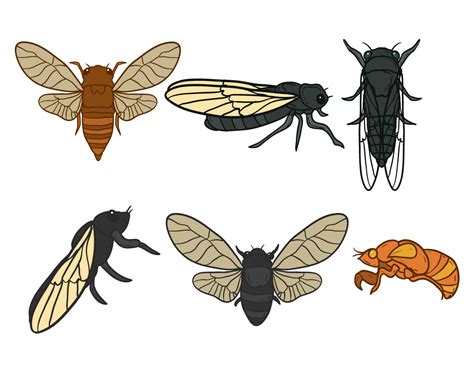 Cicada vector set - Download Free Vectors, Clipart ...