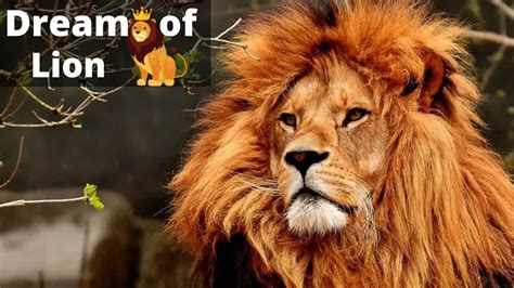 Dream About Lion Meaning Interpretation And Symbolism