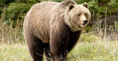 En El Parque De Yellowstone Aprobaron La Primera Caza De Osos Grizzly