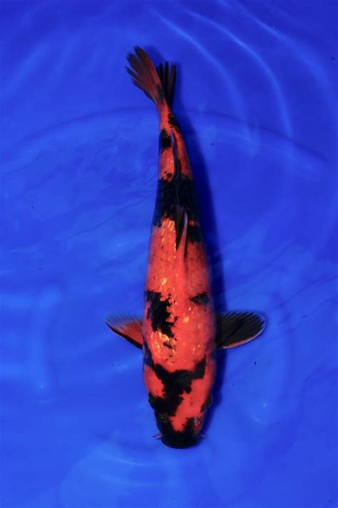 2.179 zoekertjes voor koi in dieren en toebehoren. Gin Rin Hi Utsuri | Gin Rin Hi Utsuri Koi Fish for Sale