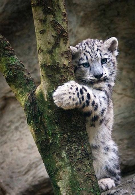 Baby Snow Leopard Big Cats Pinterest Baby Snow