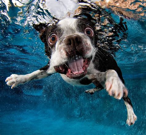 Underwater Dogs Creative And Playful Photography By Seth Casteel