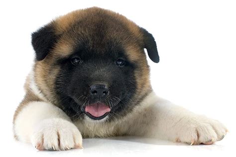 Akita Dog Breed Information