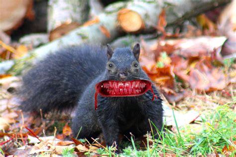 North American Zombie Squirrel By Keswickpinhead On Deviantart