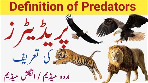 Definition Of Predator What Is Predatormeaning Of Predator Youtube