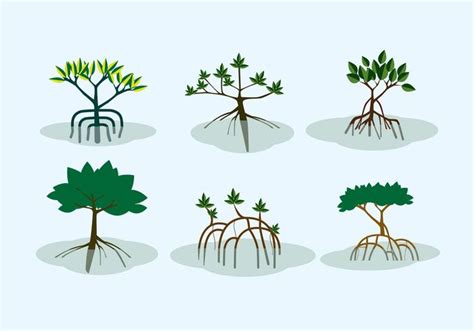 Mangrove Shrubs Vector Download Free Vector Art Stock Graphics And Images