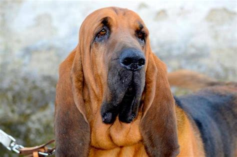 Bloodhound Dog Breed Information And Images K9