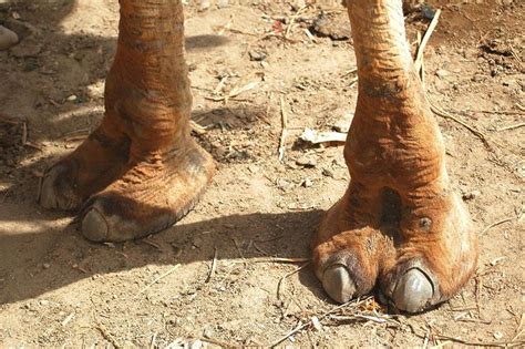 Adaptations In Camels — Lesson Science State Board Class 6