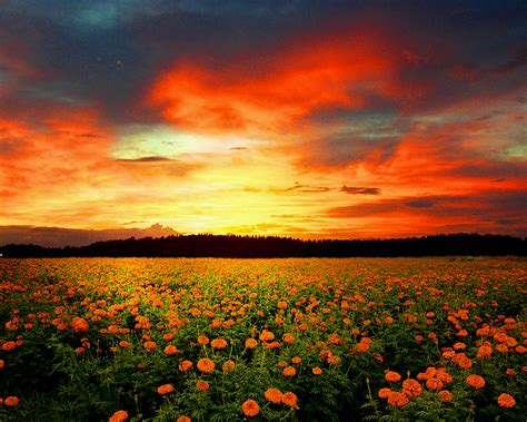 Beauty Of Flower Fields Sunset Flower Field Beautiful Nature