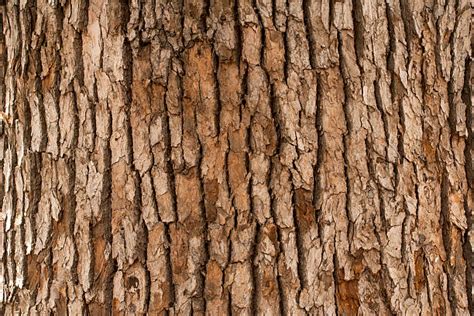 Pine Bark Textures Free Nature Stock