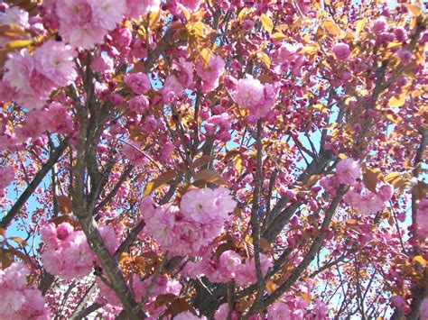 Maybe you would like to learn more about one of these? A Tree Blooms - New England Today