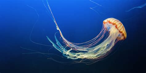 Jellyfishand