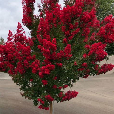 Lagerstroemia Indica Red Rocket Red Rocket Crape Myrtle