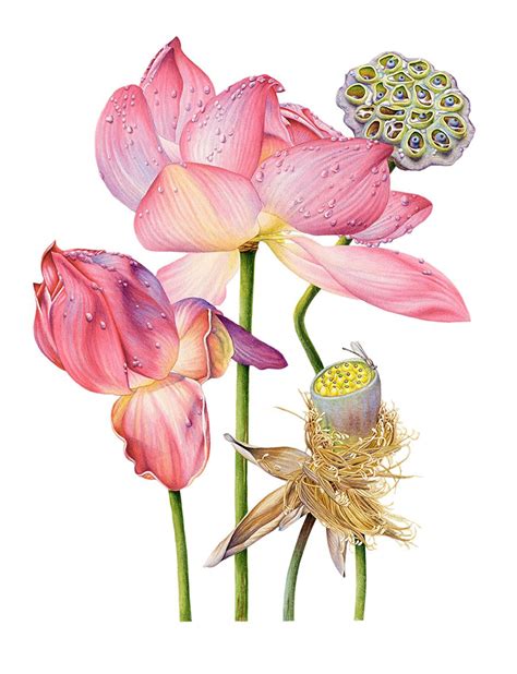 Lotus Botanical Illustration Heidi Willis Botanical And Wildlife