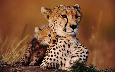 Cheetahs Mother And Baby Animals Baby Cheetahs