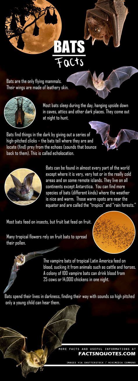 Printable Bat Facts