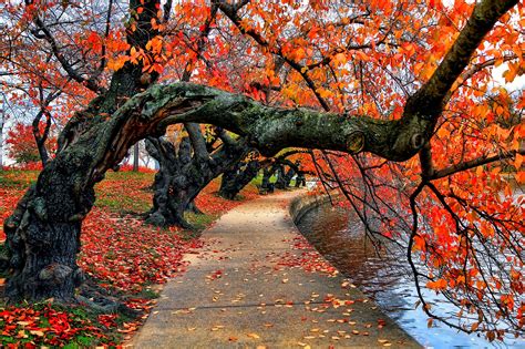 Nature Trees Fall Leaves Red Path Park Water Bench Wallpapers Hd Desktop And Mobile