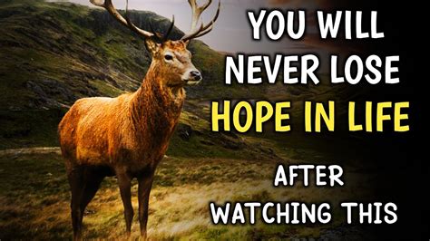You Will Never Lose Hope In Your Life Motivational Story Of A Deer