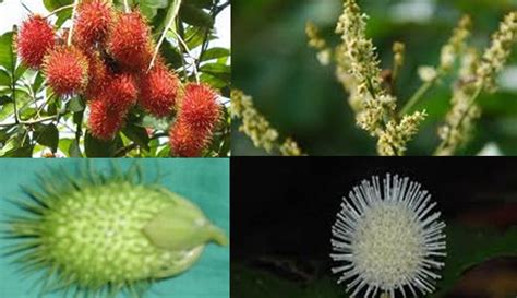 Kumpulan Soal: Apakah bedanya bunga lengkap dan bunga tidak lengkap?