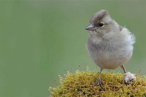 Citizen Science Helps Lift The Lid On Finch Leg Disease Birdguides