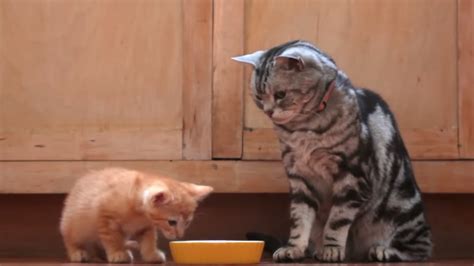 A Cat Teaches Kitten The Ways Of Life In The Most Hilarious Way Catlov